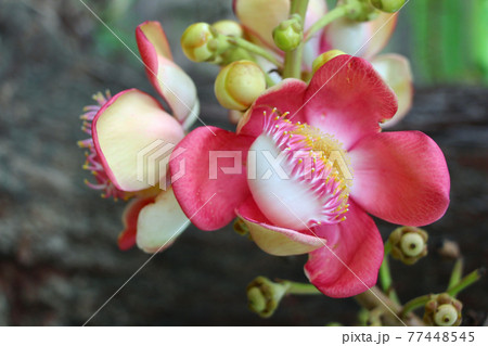 ホウガン木の花 77448545