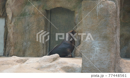 動物 海 動物園 77448561