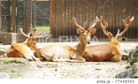 動物 栄養 動物園 77448562