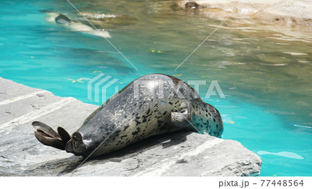 動物 海 動物園 77448564