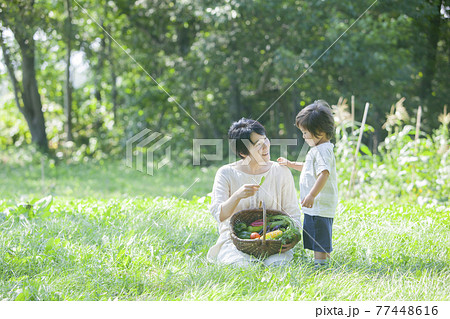 畑で夏野菜を収穫する親子 畑で夏野菜を収穫する親子 77448616