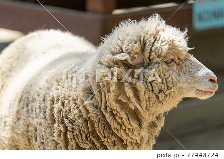 ヒツジ 哺乳類 ヒツジ 哺乳類 77448724