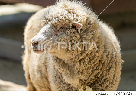 ヒツジ 哺乳類 ヒツジ 哺乳類 77448725