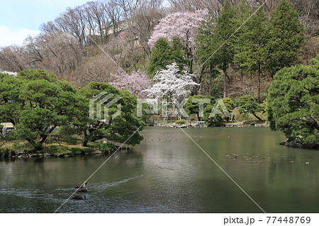 春の旧南部氏別邸庭園 77448769