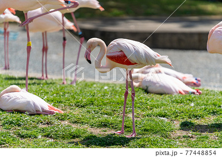 フラミンゴ　鳥類 77448854