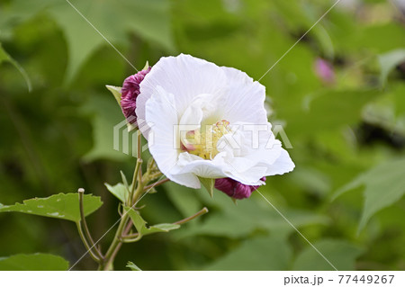 本満寺 芙蓉 本満寺 芙蓉 77449267