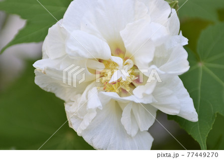 本満寺 芙蓉 本満寺 芙蓉 77449270