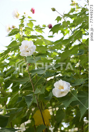 本満寺 芙蓉 本満寺 芙蓉 77449273