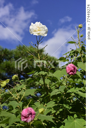 本満寺 芙蓉 本満寺 芙蓉 77449274