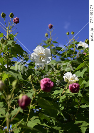 本満寺 芙蓉 本満寺 芙蓉 77449277