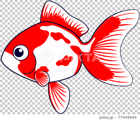 金魚のイラスト 77449444