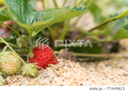 畑のいちご イチゴ 苺 畑のいちご イチゴ 苺 77449623