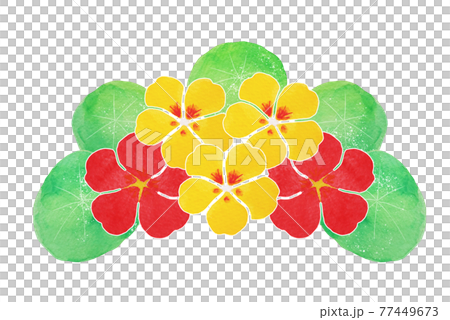 Nasturtium Nasturtium 77449673