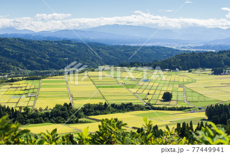 新潟県小千谷市 山本山から見た、黄金色の実りの大地 新潟県小千谷市 山本山から見た、黄金色の実りの大地 77449941