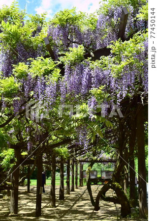 【京都・福知山】才ノ神の藤棚 【京都・福知山】才ノ神の藤棚 77450144