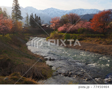春　残雪の北アルプスと桜　大出公園 77450464