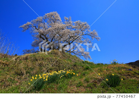 発知のヒガンザクラ 77450467