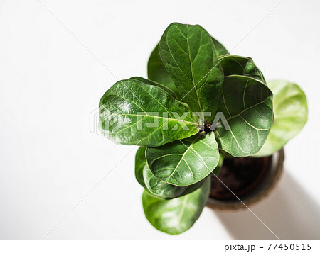 Green leafs ficus lyrata bombino on white background 77450515