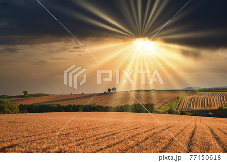 丘の町・美瑛の田園風景 77450618