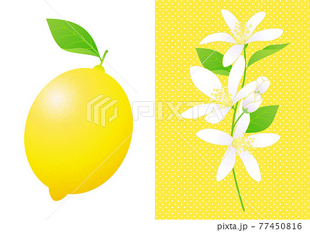 レモンと花のセットのイラスト素材