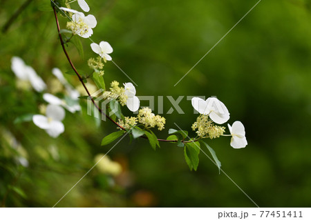 コガクウツギ（小額空木）の花 77451411