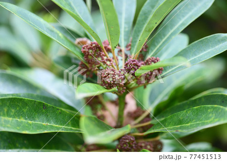 ヒメユズリハ(姫譲葉)の花 ヒメユズリハ(姫譲葉)の花 77451513