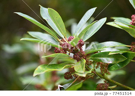 ヒメユズリハ（姫譲葉）の花 77451514