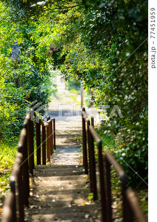 生茂る下り階段 手摺りあり 生茂る下り階段 手摺りあり 77451959