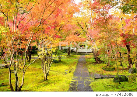 称念寺の紅葉 称念寺の紅葉 77452086