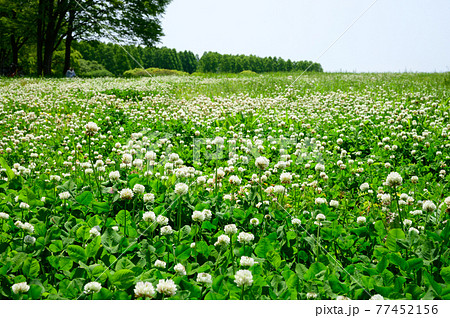 白詰草の咲く草原 白詰草の咲く草原 77452156