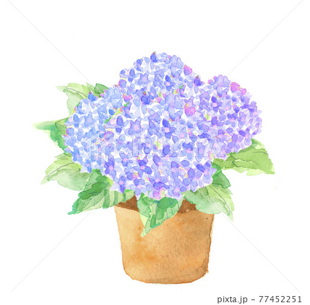 アジサイの鉢植え ブルーパープル系【水彩画】白バック PNGのイラスト