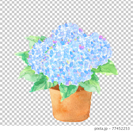 あじさい植物画 植物画 - アジサイのイラスト素材 [75151694] - PIXTA