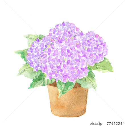 アジサイの鉢植え ピンク系【水彩画】白バック PNG 77452254