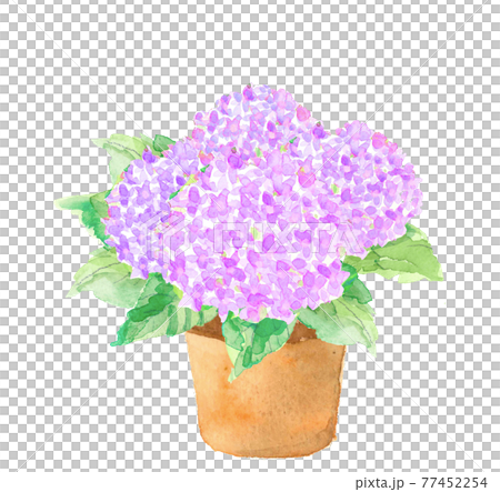 アジサイの鉢植え ピンク系【水彩画】白バック PNG 77452254