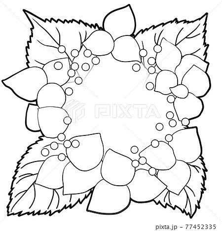 紫陽花の線画 77452335