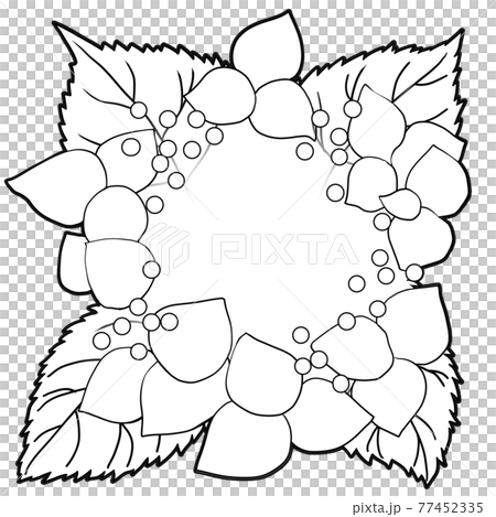 紫陽花の線画 77452335