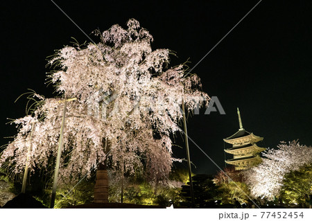 東寺 春のライトアップ 東寺 春のライトアップ 77452454