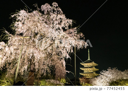 東寺 春のライトアップ 東寺 春のライトアップ 77452455