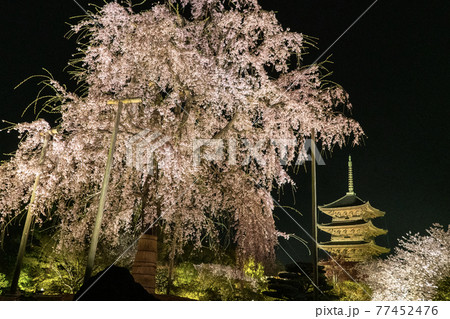 東寺 春のライトアップ 東寺 春のライトアップ 77452476