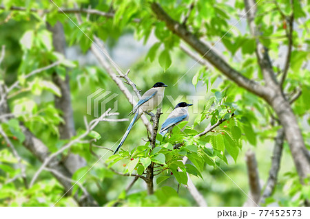 Azure-winged magpie(オナガ) Azure-winged magpie(オナガ) 77452573