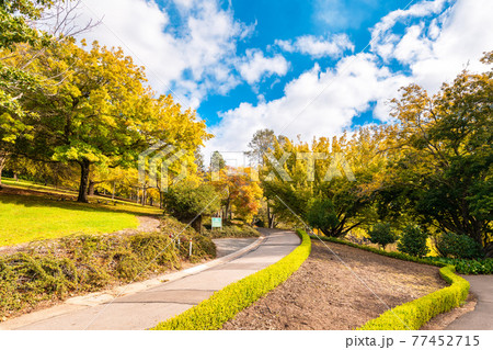 Pathway in Mount Lofty Botanic Garden during autumn season 77452715