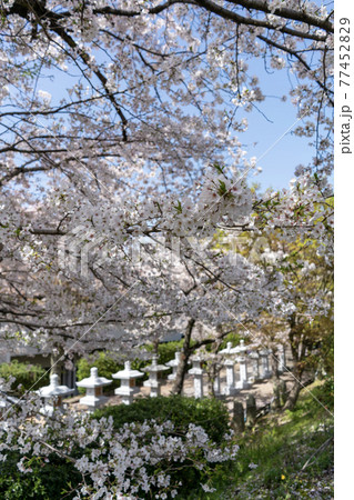 安倍文珠院　奈良県桜井市 77452829