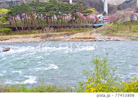 【群馬県利根郡】春の水上 桜咲く諏訪峡 関越方面 77453806