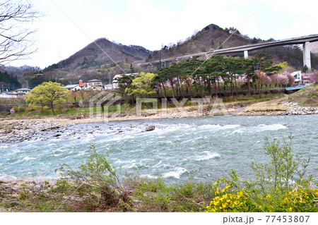 【群馬県利根郡】春の水上 桜咲く諏訪峡 関越方面 77453807