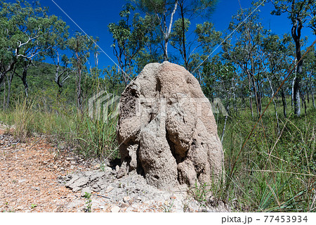 オーストラリアの蟻塚 77453934