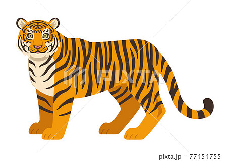 虎のイラスト 虎のイラスト 77454755