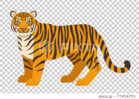 虎のイラスト 虎のイラスト 77454755