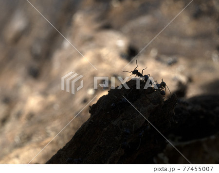 ants inside anthill in the wood ants inside anthill in the wood 77455007