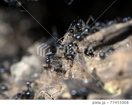 ants inside anthill in the wood ants inside anthill in the wood 77455008