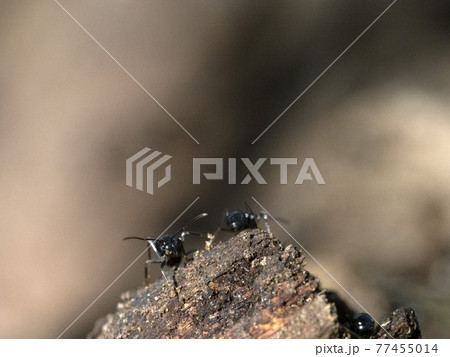 ants inside anthill in the wood ants inside anthill in the wood 77455014
